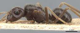 Image of Jet Ant