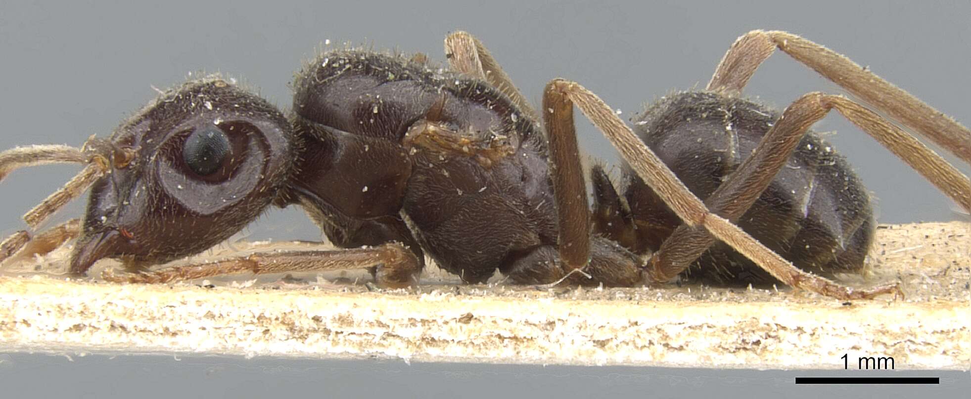 Image of Jet Ant