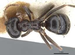 Image of Jet Ant