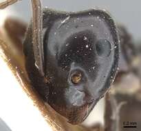 Image of Jet Ant
