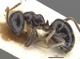 Image of Jet Ant