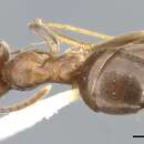 Imagem de Lasius productus Wilson 1955