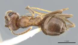 Imagem de Lasius productus Wilson 1955