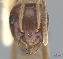 Imagem de Lasius productus Wilson 1955