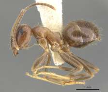 Imagem de Lasius productus Wilson 1955