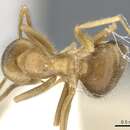 Image of Lasius flavoniger Seifert 1992