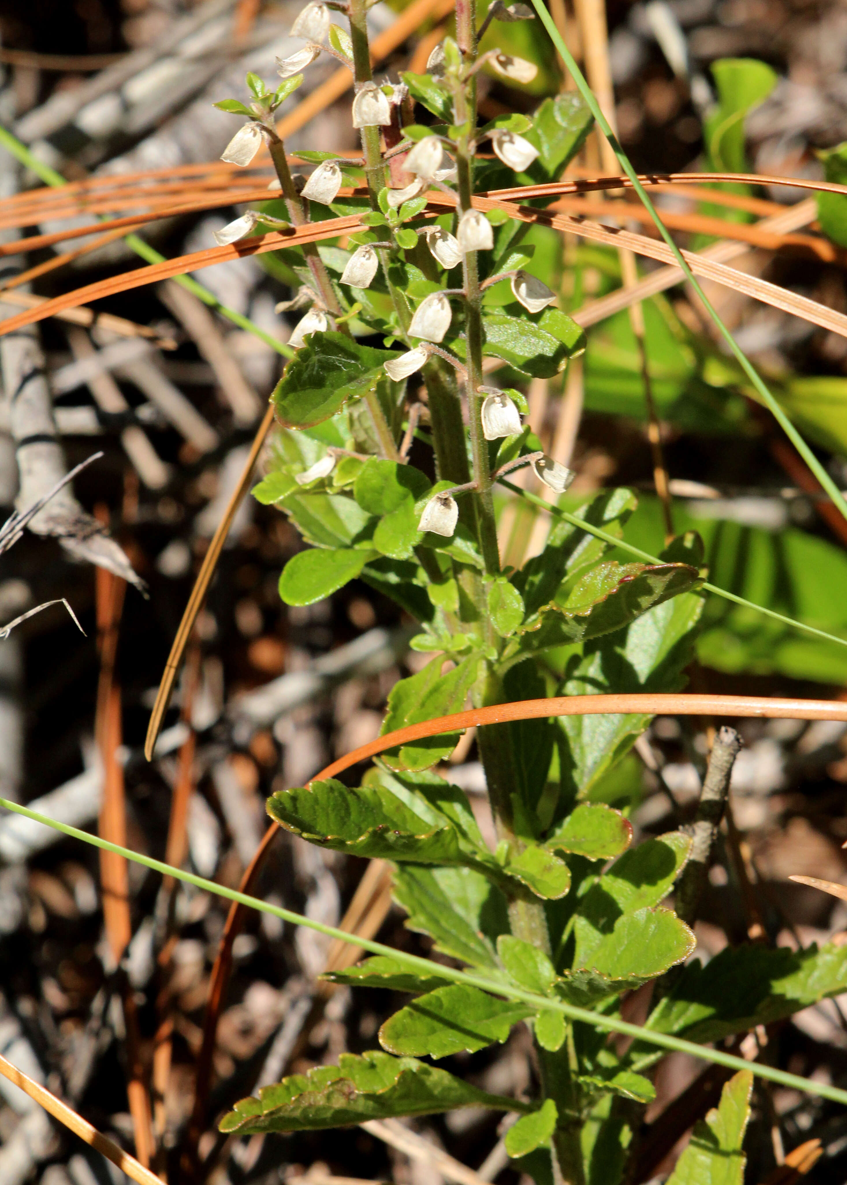 Image de Scutellaria arenicola Small