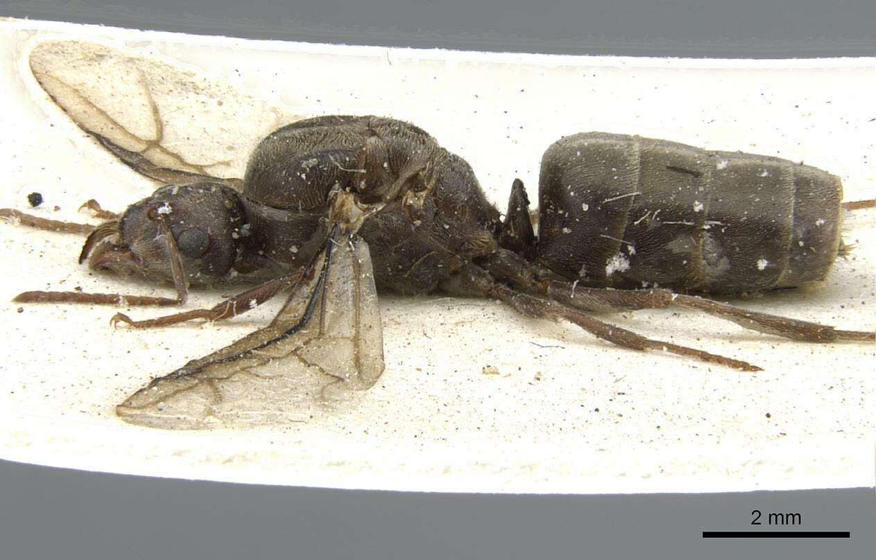 Anoplolepis steingroeveri (Forel 1894) resmi