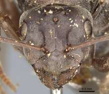Image de Camponotus vestitus (Smith 1858)