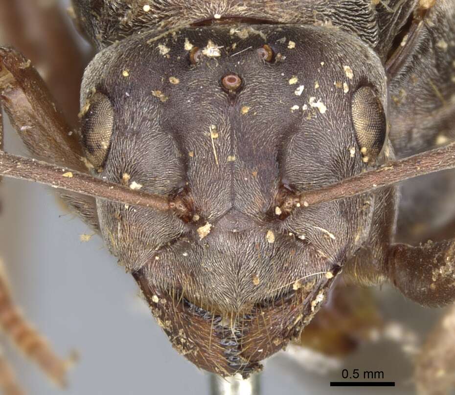 Image de Camponotus vestitus (Smith 1858)