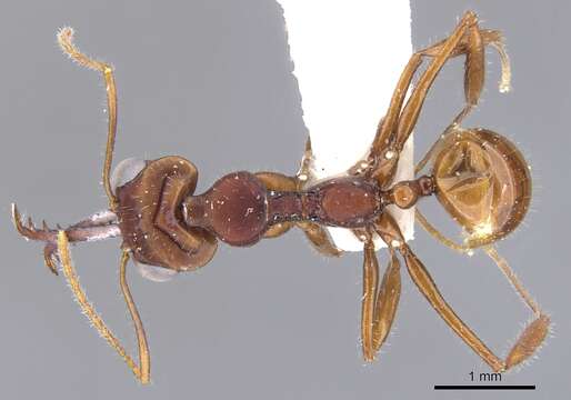 Image of Myrmoteras iriodum Moffett 1985