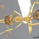 Image of Myrmoteras chondrogastrum Moffett 1985