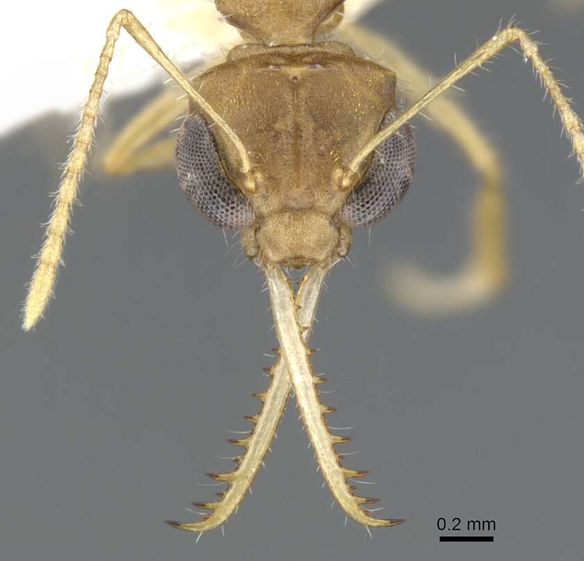 Image of Myrmoteras morowali Moffett 1985