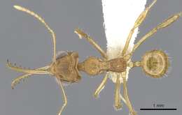 Image of Myrmoteras morowali Moffett 1985