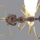 Image of Myrmoteras arcoelinae Agosti 1992