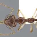 Image of Myrmoteras estrudae Agosti 1992