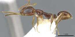 Image de Myrmoteras estrudae Agosti 1992