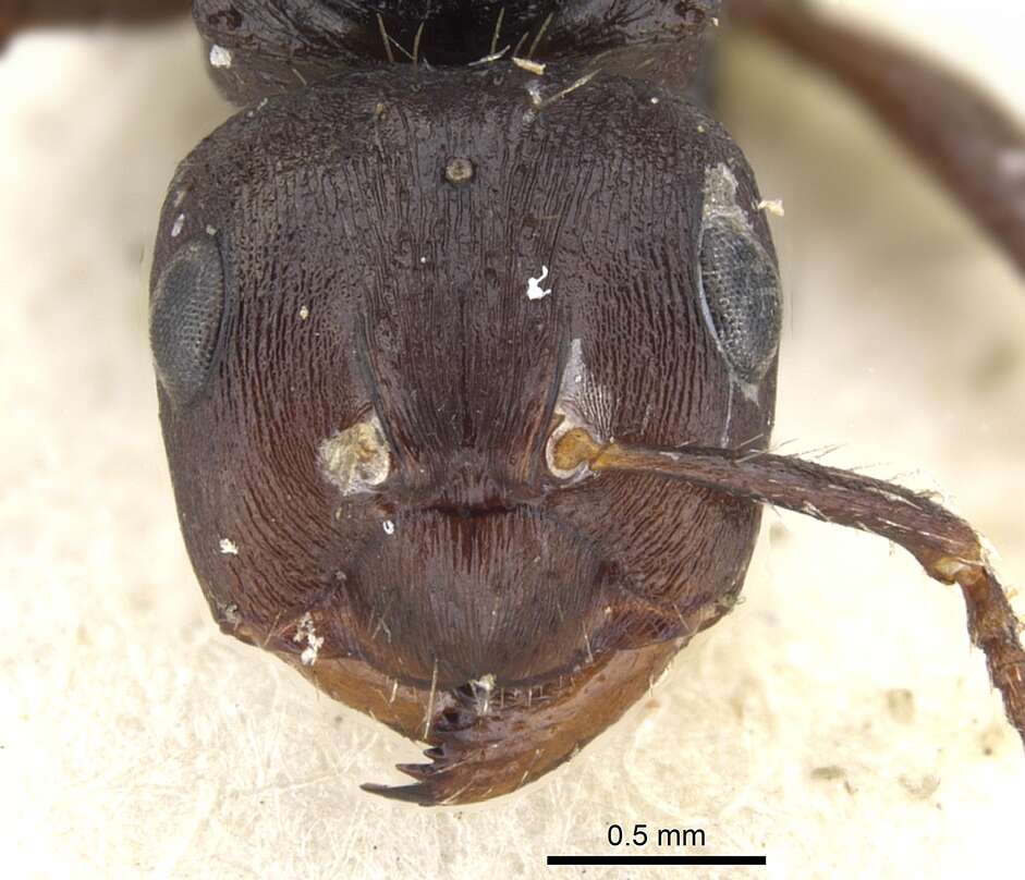 Image of Notoncus ectatommoides (Forel 1892)