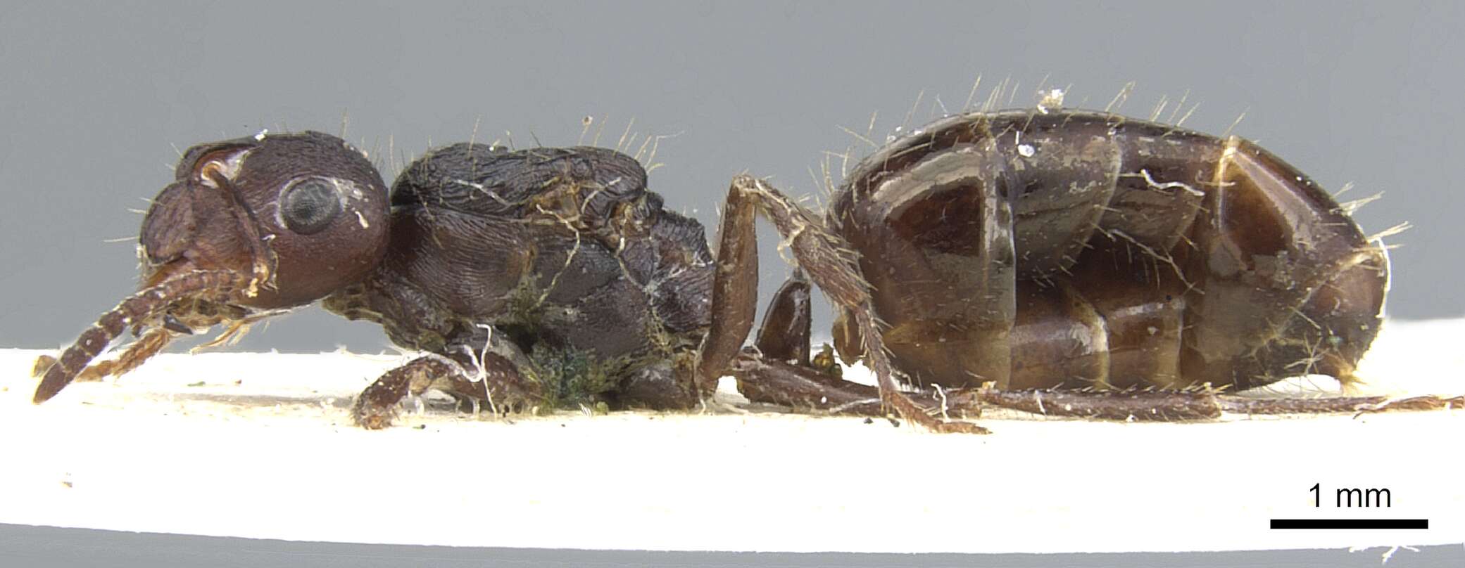 Image of Notoncus ectatommoides (Forel 1892)