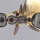 Image de Myrmecorhynchus nitidus Clark 1934