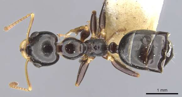 Image de Myrmecorhynchus nitidus Clark 1934