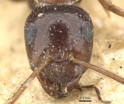 Image of Black bog ant