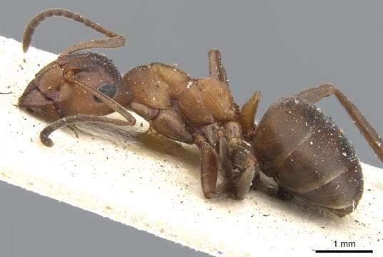 Image of Narrow headed ant