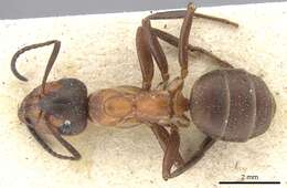 Image of wood ant