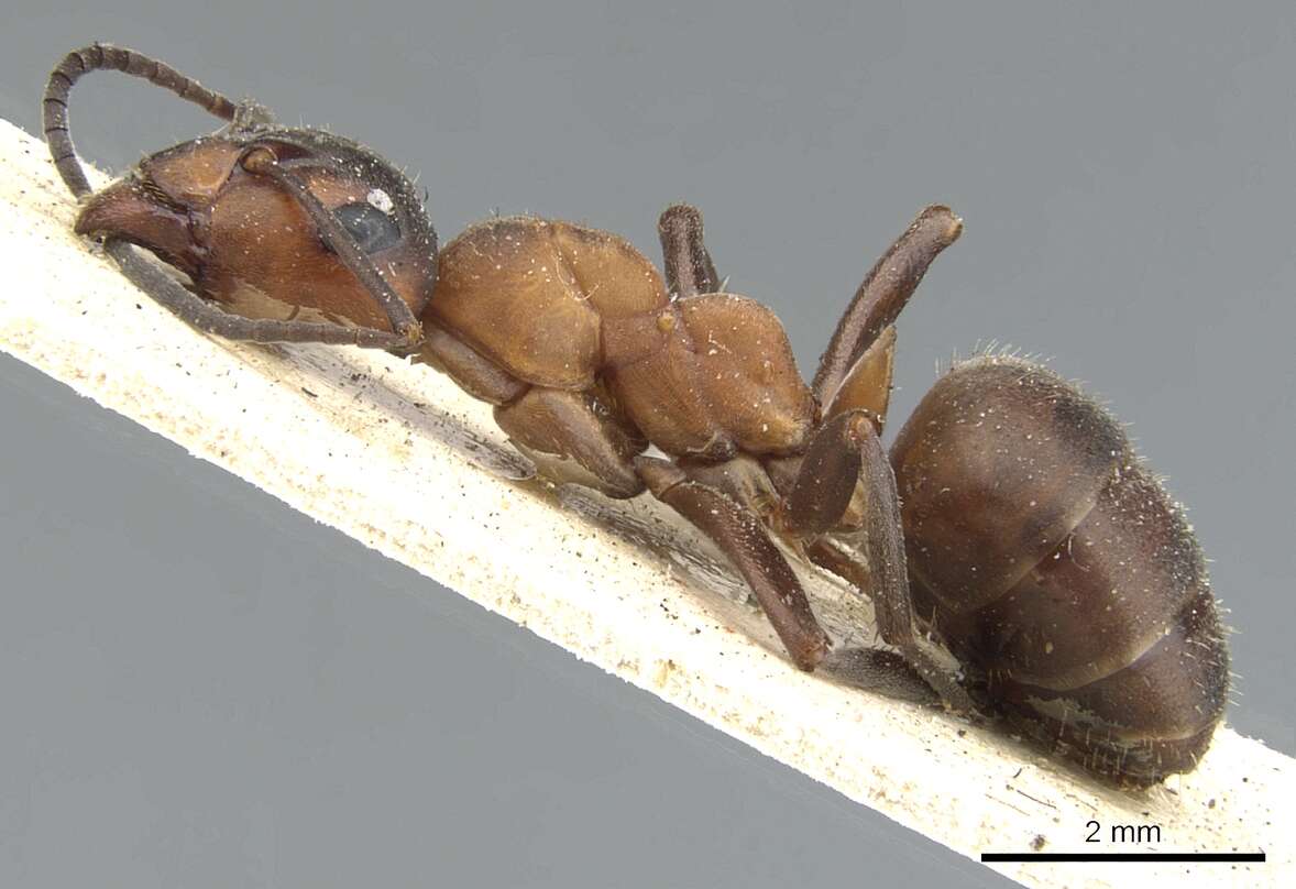 Image of wood ant