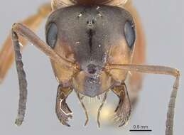 Image of Scottish wood ant