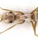 Image de <i>Cataglyphis sabulosa</i>