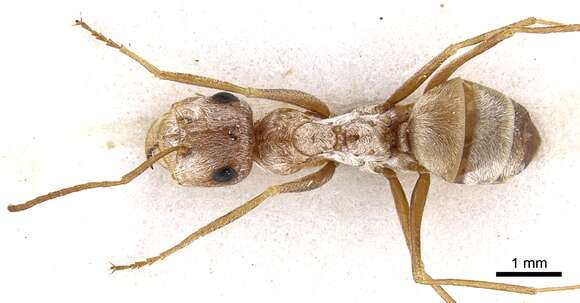 Image de <i>Cataglyphis sabulosa</i>