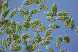 Image de Euglena viridis