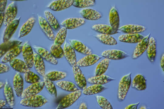 Imagem de Euglena viridis