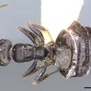 Image of Proformica kosswigi (Donisthorpe 1950)