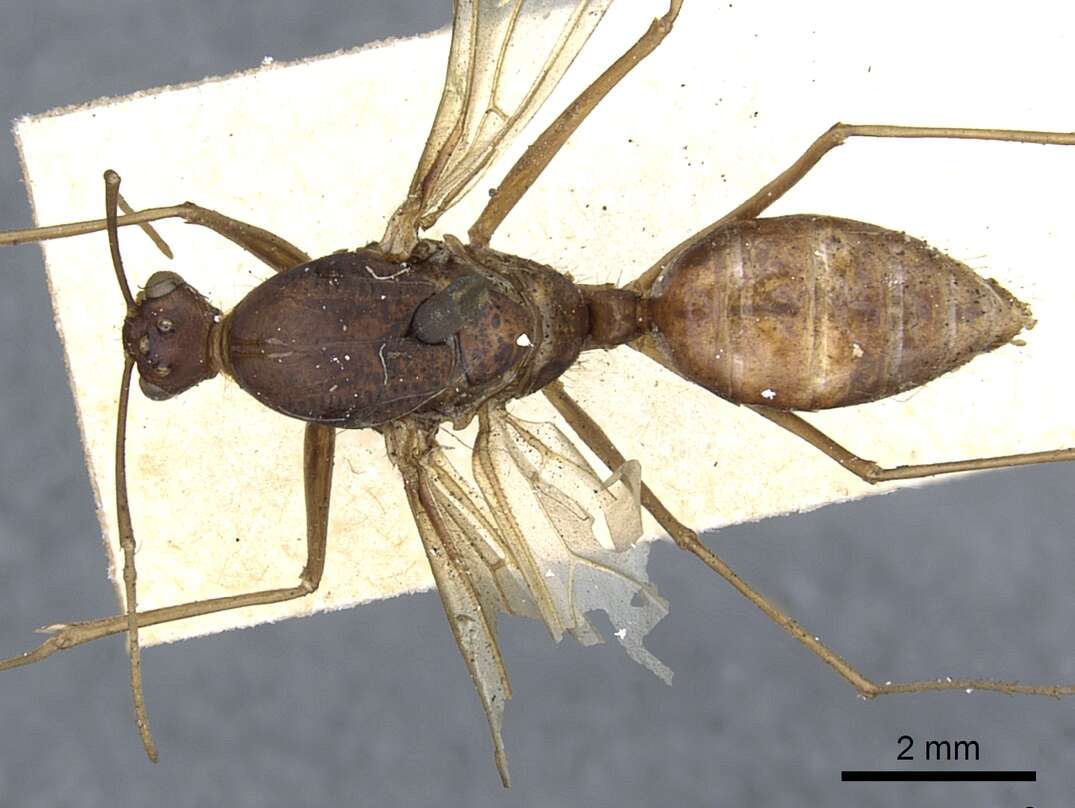 Image of Polyrhachis mindanaensis Emery 1923