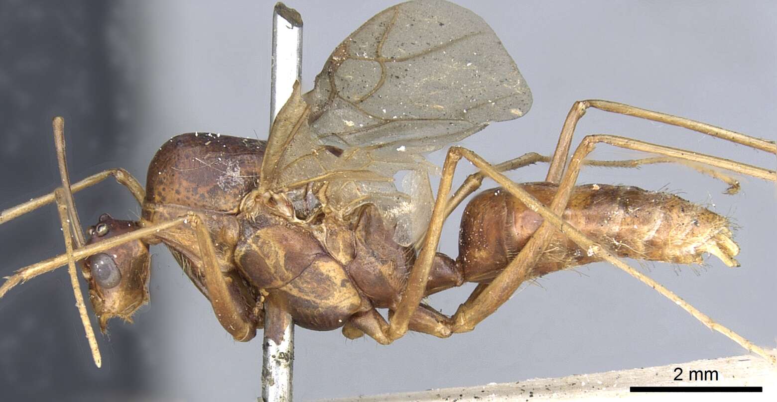 Image of Polyrhachis mindanaensis Emery 1923