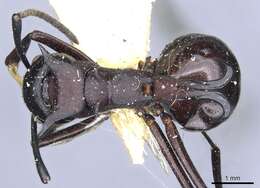 Image of Polyrhachis craddocki Bingham 1903