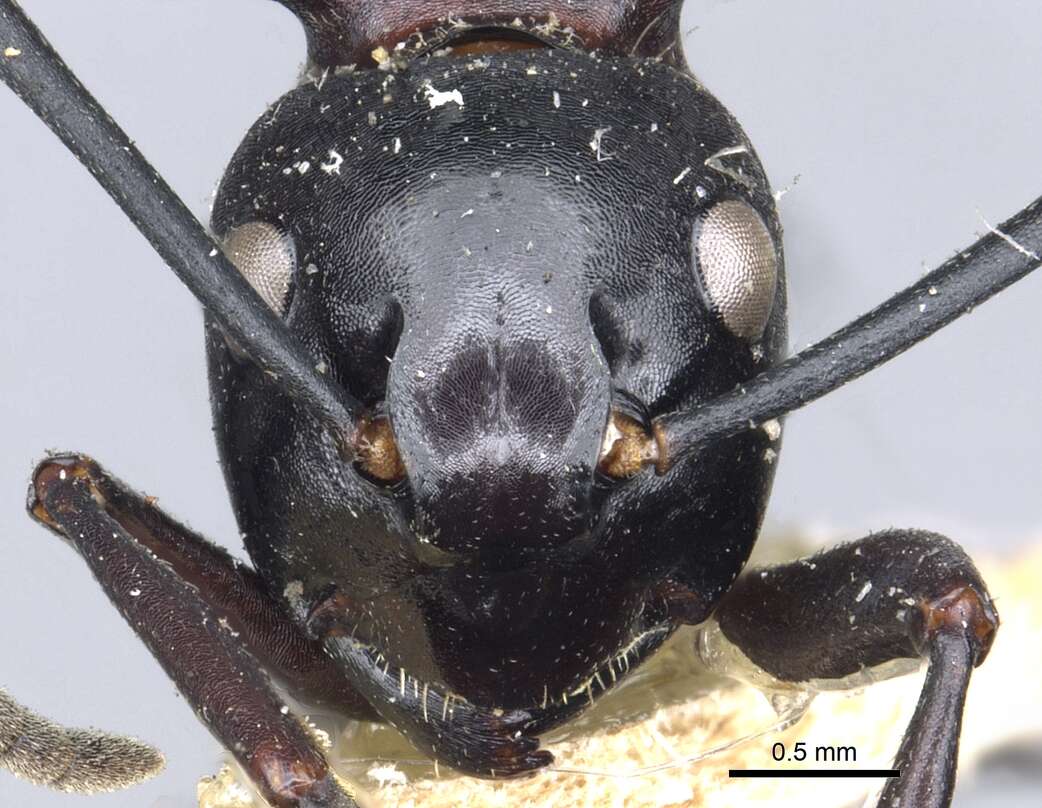 Image of Polyrhachis craddocki Bingham 1903