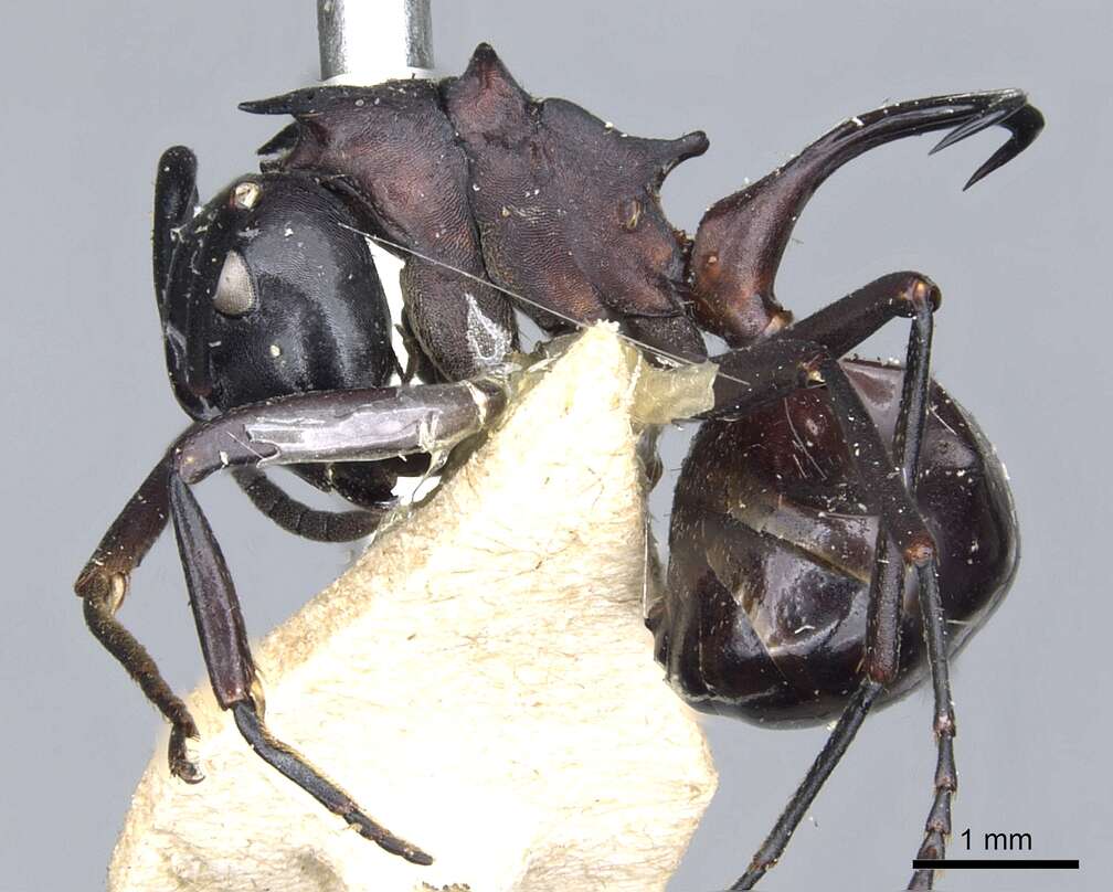 Image of Polyrhachis craddocki Bingham 1903