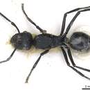 Image of Polyrhachis horacei Hung 1967