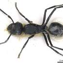 Image de Polyrhachis horacei Hung 1967