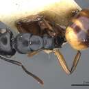 Image of Polyrhachis flavibasis Clark 1930