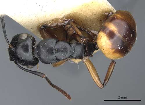 صورة Polyrhachis flavibasis Clark 1930