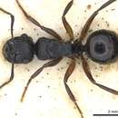 Image of Polyrhachis polymnia Forel 1902