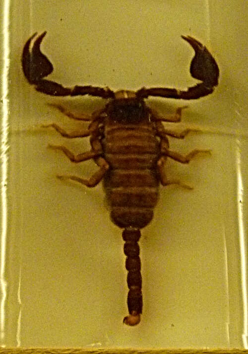 Image of Euscorpius carpathicus (Linnaeus 1767)