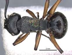 Image de Polyrhachis femorata Smith 1858