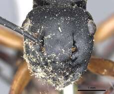 Image de Polyrhachis femorata Smith 1858