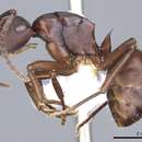 Image of Polyrhachis incerta