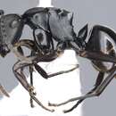 Image of Polyrhachis sukarmani